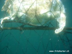 Caretta caretta (Unechte Karettschildkröte) Kadaver,  in Netz erstickt